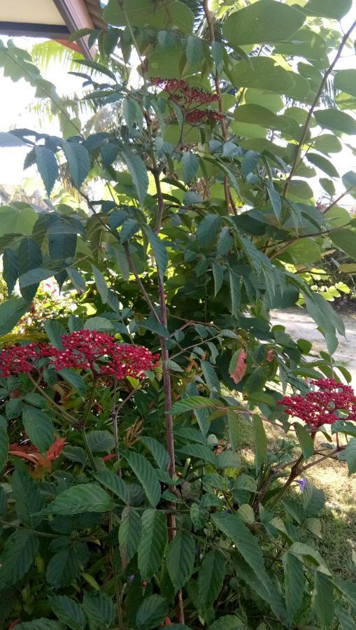 4 Seasons Mini House Hotel Nakhon Si Thammarat Ngoại thất bức ảnh